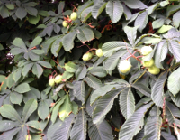 5 ideed, kuidas energiat tööellu tuua